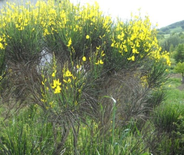 Ginestra Di Spagna