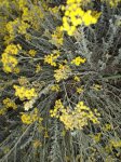 Tignamica, nome scientifico Helichrysum stoechas L 