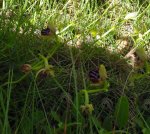 Ophrys  aranifera (Hunds)