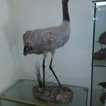 Airone cinerino