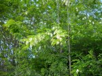 Acacia