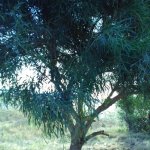 Acacia saligna