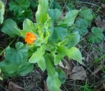Calendula