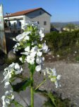 Esperide (fiore)