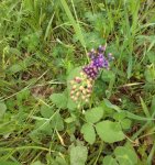 Muscari c (piena fioritura)