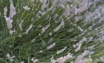 Lavanda