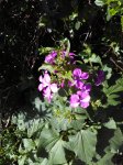 Lunaria annua fiorita