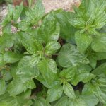 Parietaria officinalis L.