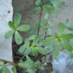 Portulaca