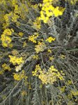 Tignamica, nome scientifico Helichrysum stoechas L