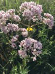 Valeriana officinalis