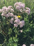 Valeriana officinalis