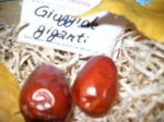 giuggiole_giganti
