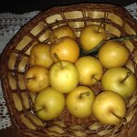 Peramela in cesto