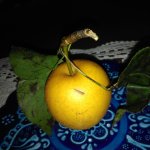 Peramela