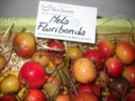 mela_fluribonda