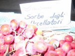 sorbe_degli_uccellatori