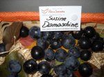 susine damaschine