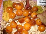 susina mirabellese