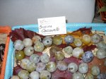 susine caccavelle