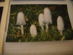 coprini