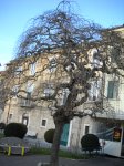 storica-robinia-part-