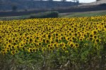girasoli-retro