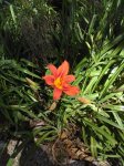 ripadeforti-fiore