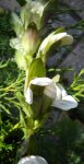 Acanto fiore