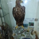 aquila