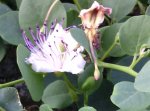 cappero cappero part. fiore