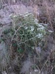 Echinophora spinosa (finocchio litorale)