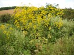 Ferula