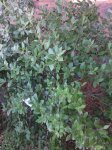 Fillirea