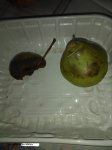 pera brutta e buona o ubriaca (bis)