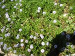 Vedovella appenninica