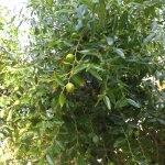Azzeruola con frutti