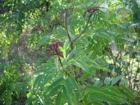 Ebbio Sambucus ebulus 1