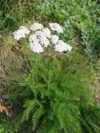 Immagine3achillea