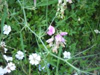 Lathirus silvestris e altra specia