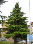 abete1