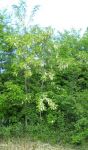 acacia in fiore