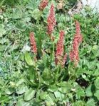 acetosa