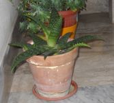 aloe3