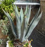 aloe v 3