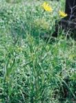 barba di becco bis