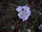 carota selvatica