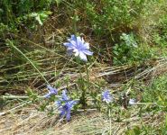 cicoria in fiore