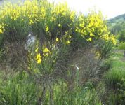 ginestra a
