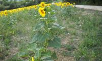 giras campo